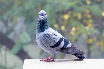 Portrait of an Indian Pigeon (Columba livia) in New Delhi, India in winter