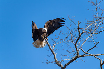 An American Bald Eagle prepares to land on a perch.
