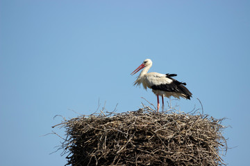 The stork is doing the repair of the nest.