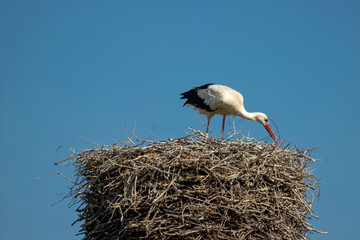 The stork is doing the repair of the nest.