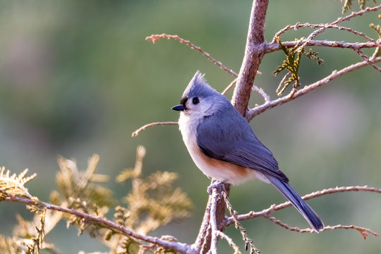 Tufted Titmouse (Baeolophus Bicolor) Perched on a Tree in Winter