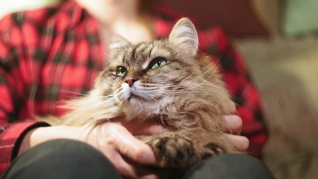 cat is lying on her lap, the girl is stroking the pet. authentic video