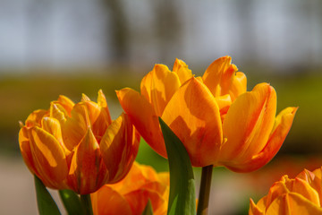 Details of  tulips blooming in red, orange and yellow