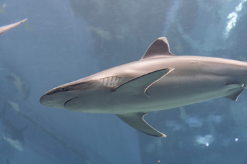 Naklejka premium Marine life, shark swimming in water with an underwater environment