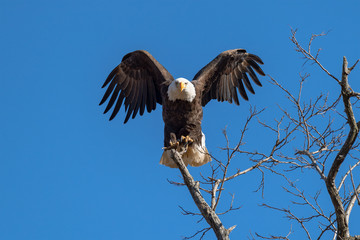 An American Bald Eagle landing on a perch.