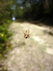 la descente de l'araign&eacute;e