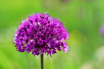 Zierlauch Sternblüte flieder, violett auf grünem Hintergrund
