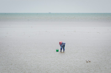 Villager catching clams on mud beach At Ban Laem Bay, Phetchaburi, Thailand