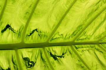 leaf, green, plant, nature, texture, 
