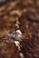 Bird feather on an old tree trunk.