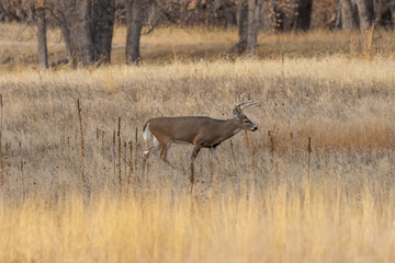 Obraz na płótnie Canvas Buck Whitetail Deer During the Fall Rut in Colorado