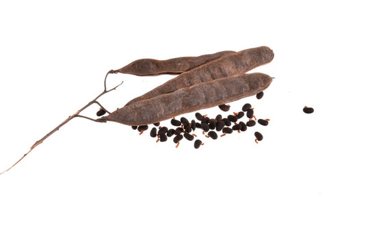 acacia seeds isolated on white background