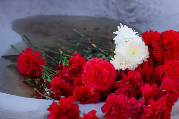 Red and white carnation flowers on gray cement background.