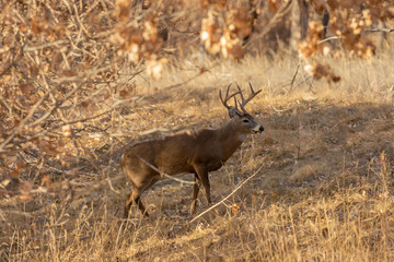 Naklejka na ściany i meble Buck Whitetail Deer During the Fall Rut in Colorado