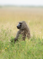 Baboon Monkey sitting in green grass at Masai Mara, Kenya, Africa