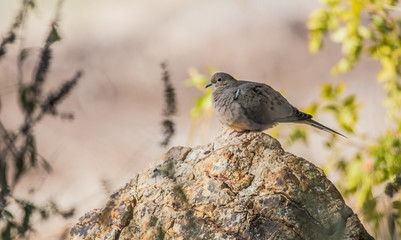 morning dove on rock