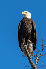 An American Bald Eagle on a perch.