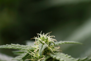 Detail of cannabis plant flower