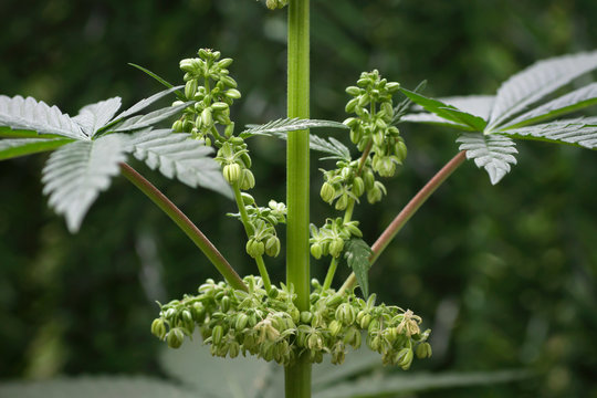 Detail of male cannabis plant blooming