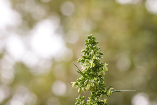 Detail Of Male Cannabis Plant Flowers