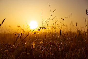 Beautiful grass in the morning sun. Golden dawn.