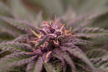 Purple cannabis plant close up