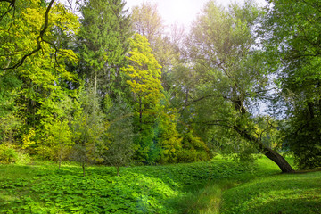 Fototapeta na wymiar Dense woody vegetation in the park on a summer day.