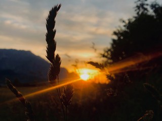 Sonnenuntergang in Feld