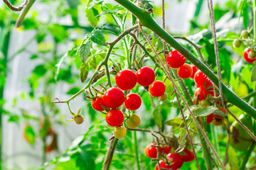 Cherry tomatoes in a garden. Harvesting concept.