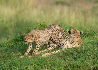 Fototapeta na wymiar Young Cheetah stalking on birds at Masai Mara, Kenya, Africa