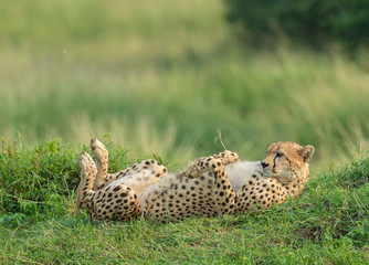 Mother Cheetah lying on her back at Masai Mara, Kenya, Africa © amit