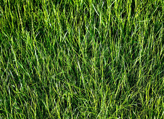 Beautiful green grass field background  close up