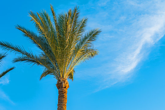 Beautiful green palm tree against the blue sunny sky with light clouds background. Tropical wind blow the palm leaves.
