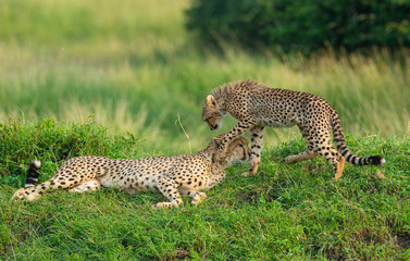 Cheetah Baby playing with sleeping mother at Masai Mara, Kenya, Africa