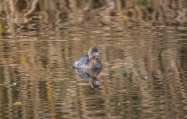 ducks swimming in pond