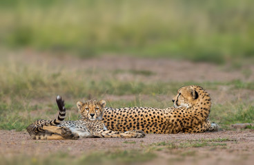 Cheetah Mother and baby sleeping on ground at Masai Mara, Kenya, Africa