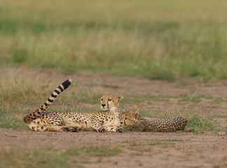 Cheetah Mother and baby sleeping on ground at Masai Mara, Kenya, Africa