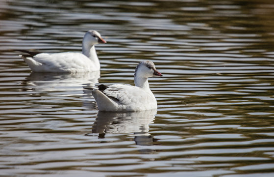 snow goose in pond