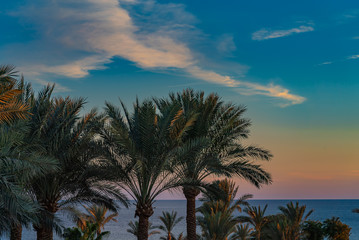 Beautiful green palm trees against the sunset sky with light clouds and blue sea. Tropical idilic evening scene background.