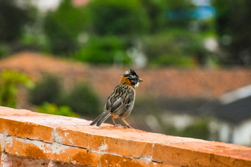 Sparrow standing on the edge of a brick wall