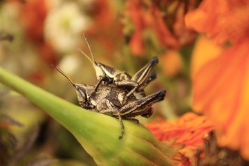 Chapulines