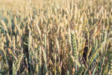 Ripening summer wheat up close