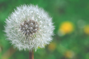 dandelion flower with seeds ball close up in blue bright turquoise background horizontal view