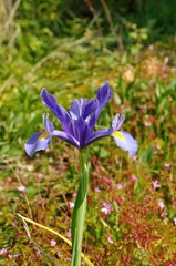 leaf iris in sword