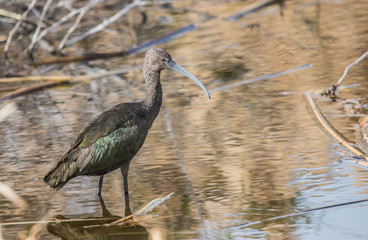 Glossy ibis wading in pond