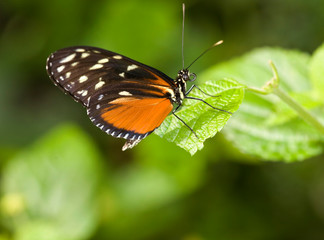 Fototapeta na wymiar Beautiful Golden Helicon Butterfly (Heliconius hecale)
