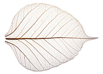 sceleton of leaf on a white background -