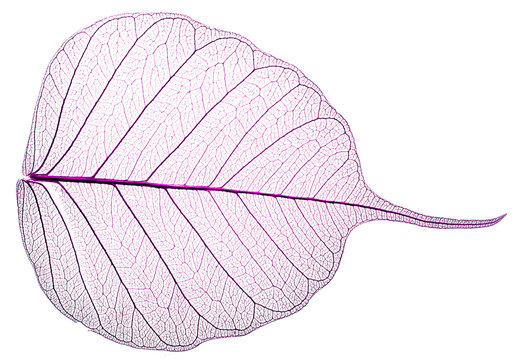 sceleton of leaf on a white background -