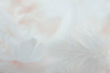 Closeup white, pink feathers background