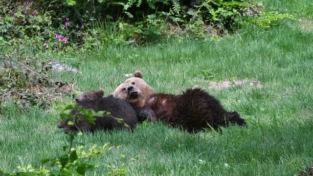 Female brown bear lying on her back with two cubs play fighting